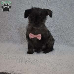 Tiny, Toy Poodle Mix Puppy